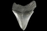 Bargain, 4.12" Fossil Megalodon Tooth - South Carolina - #130708-2